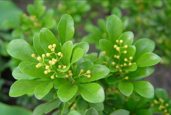 濟(jì)寧大型花卉批發(fā)市場(chǎng)，兗州興隆花卉大市場(chǎng)，霜降節(jié)氣寄語