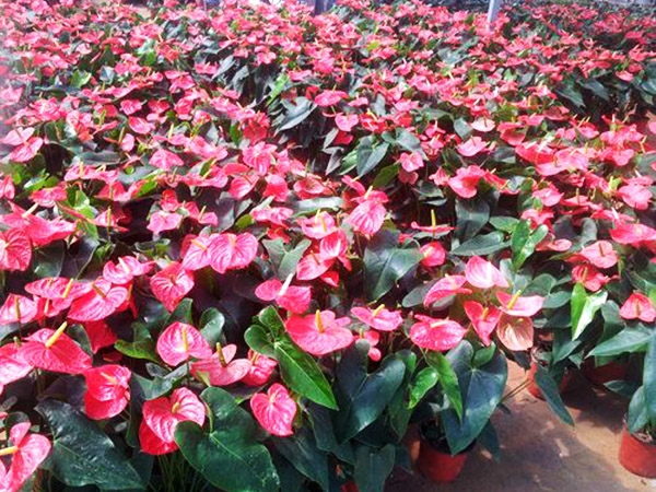 濟(jì)寧比較大的花卉批發(fā)市場(chǎng)在哪里？?jī)贾菖d隆花卉大世界